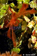Achaeus japonicus-Wakatobi Moga Island-12m-20180530nuit-Denis-ADER-DSC_2419_tn